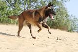 MALINOIS 165